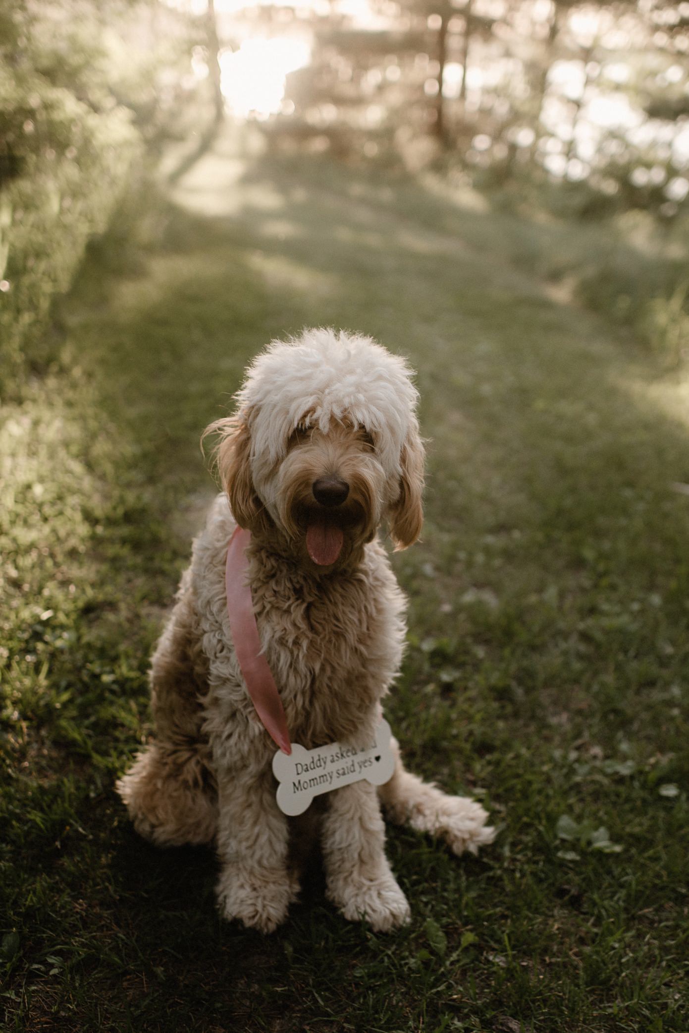 Wedding couples dog with sign
